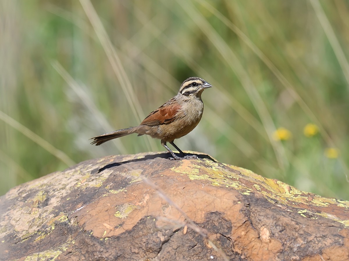 Cape Bunting - ML623436300