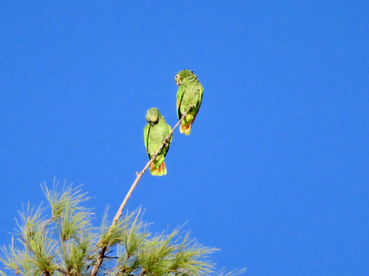 Orange-winged Parrot - ML623436317