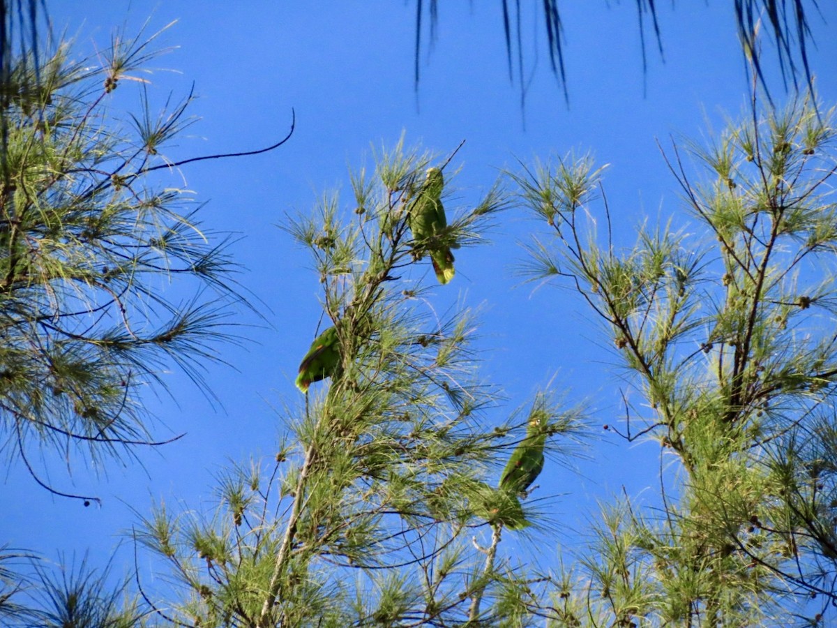 Orange-winged Parrot - ML623436318