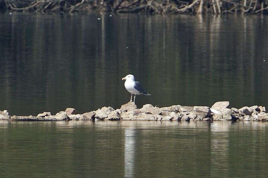 Herring Gull - Marco Lenck