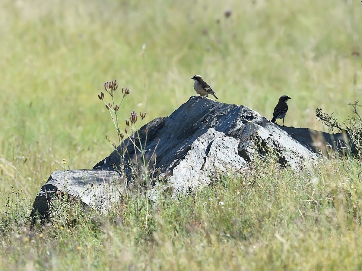 White-browed Sparrow-Weaver - ML623436328