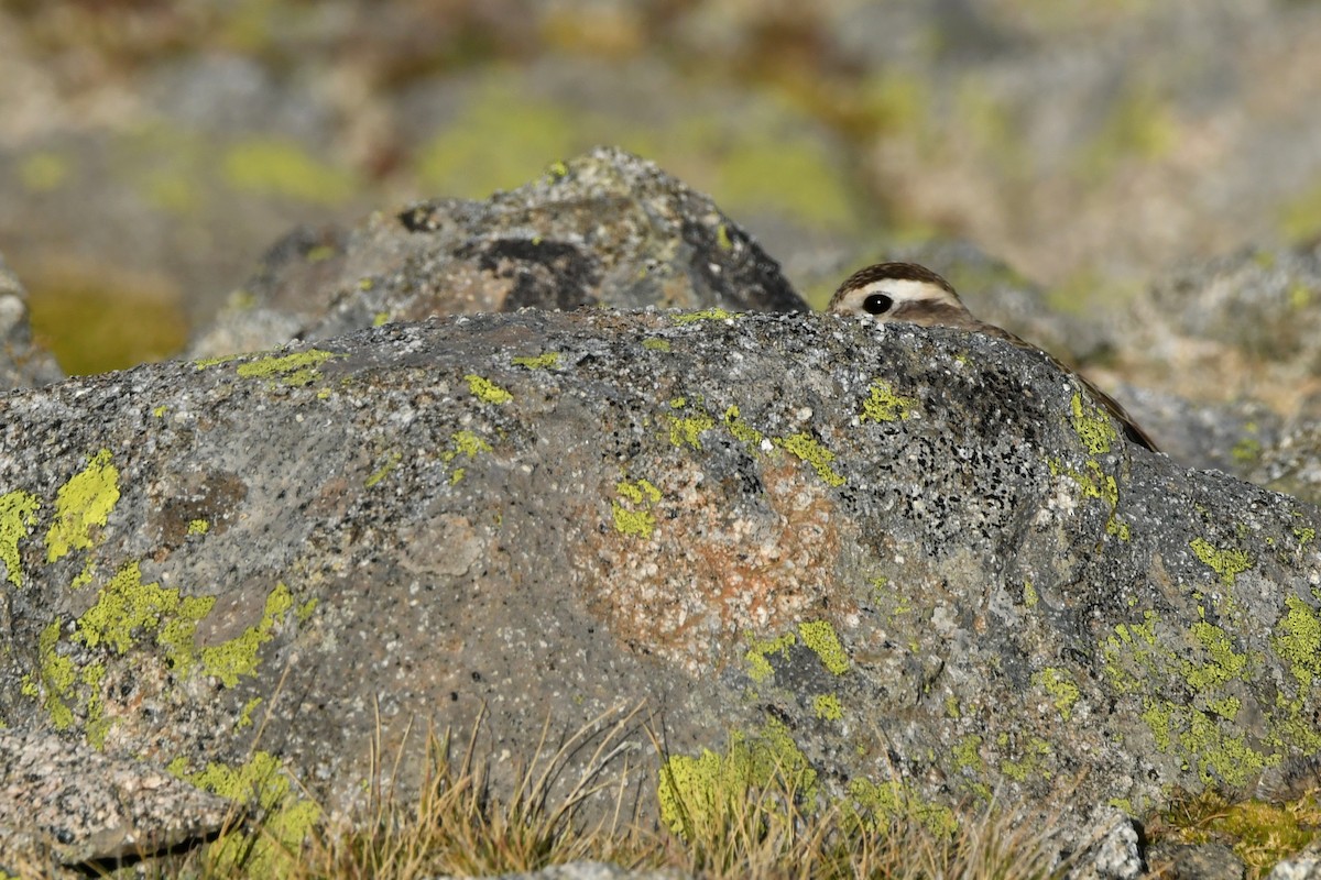 Eurasian Dotterel - ML623436335