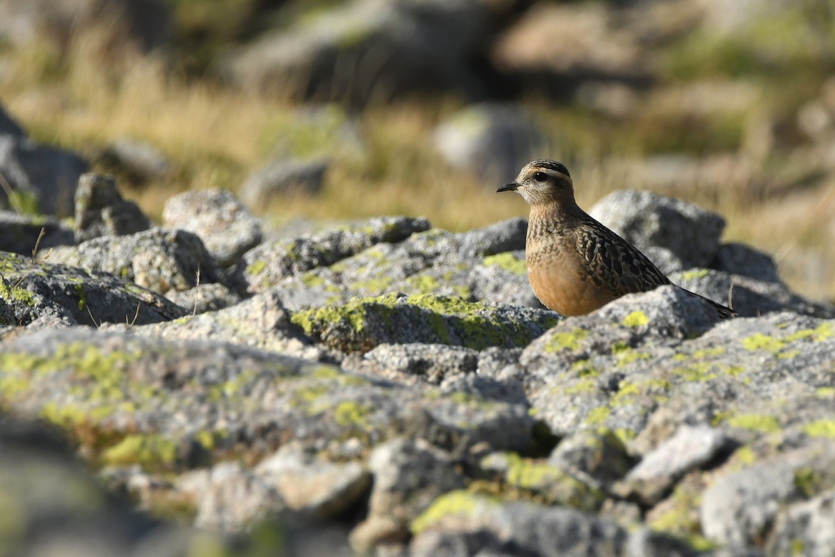 Eurasian Dotterel - ML623436336