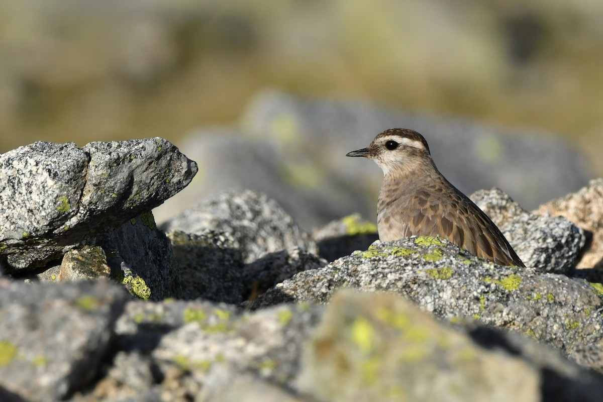 Eurasian Dotterel - ML623436337