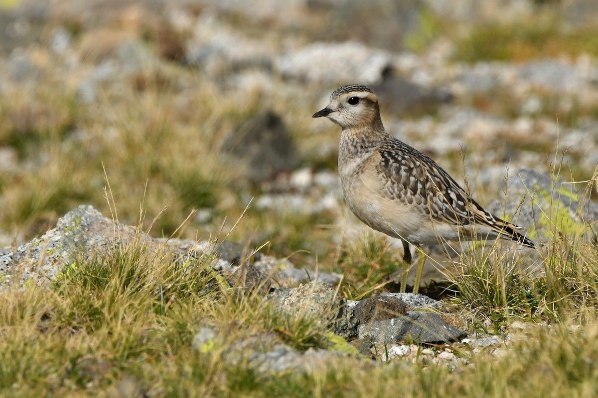 Eurasian Dotterel - ML623436338