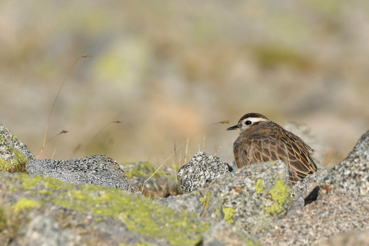 Eurasian Dotterel - ML623436339