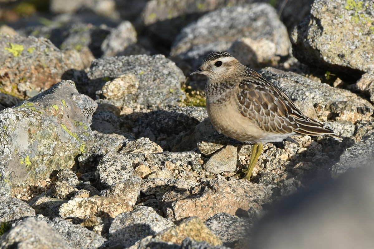 Eurasian Dotterel - ML623436340