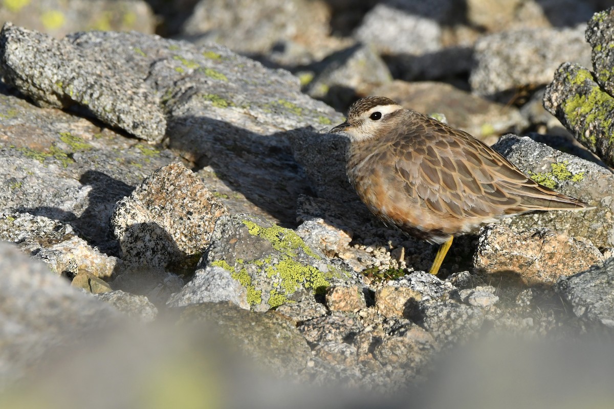 Eurasian Dotterel - ML623436342