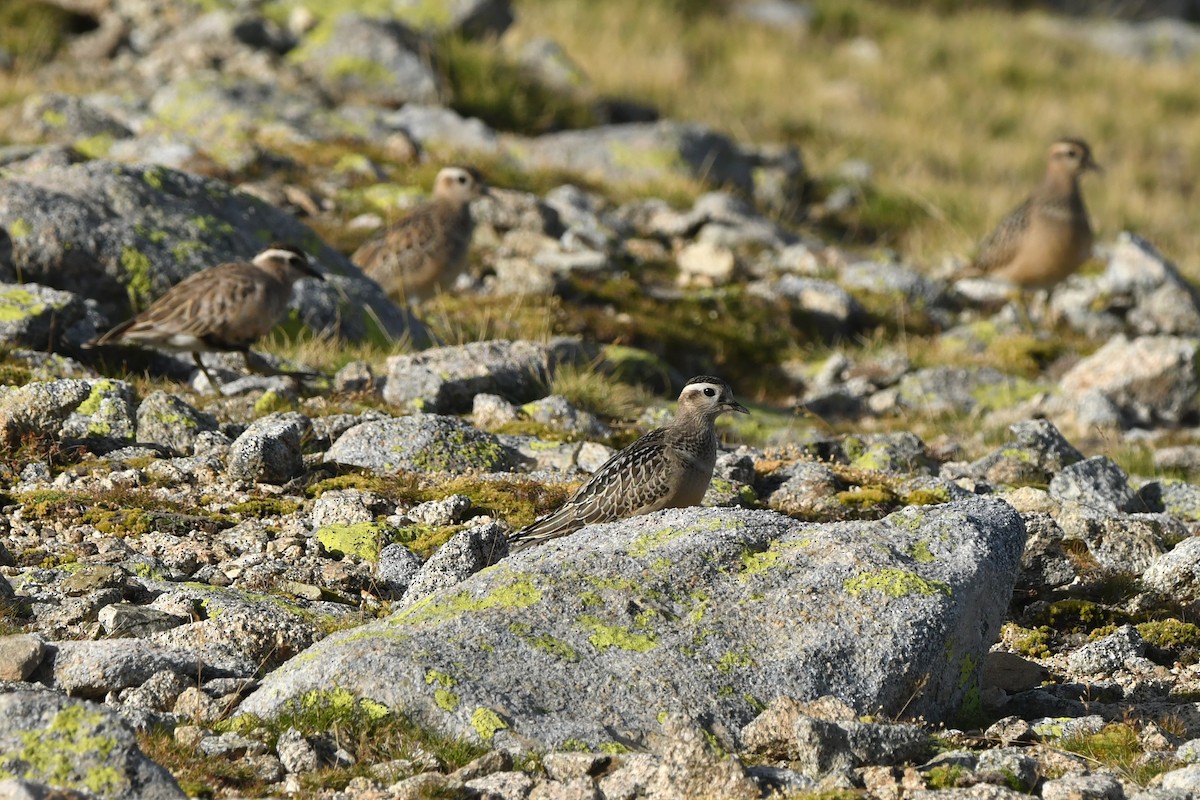 Eurasian Dotterel - ML623436344