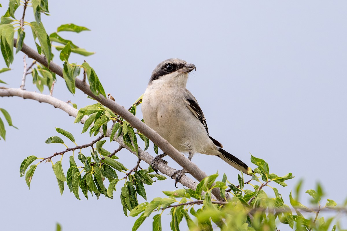 Loggerhead Shrike - Joe Mahaffey