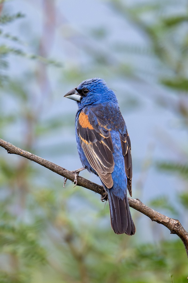 Blue Grosbeak - ML623436354