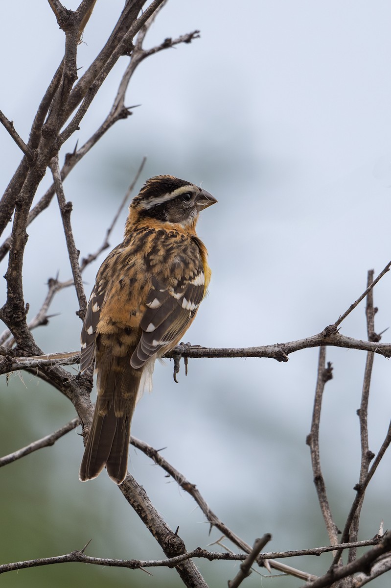 Black-headed Grosbeak - ML623436357