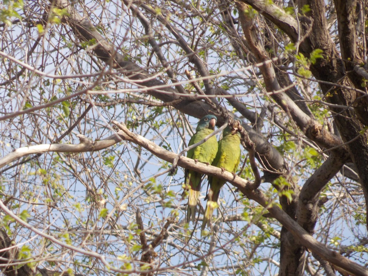 Blue-crowned Parakeet - ML623436358