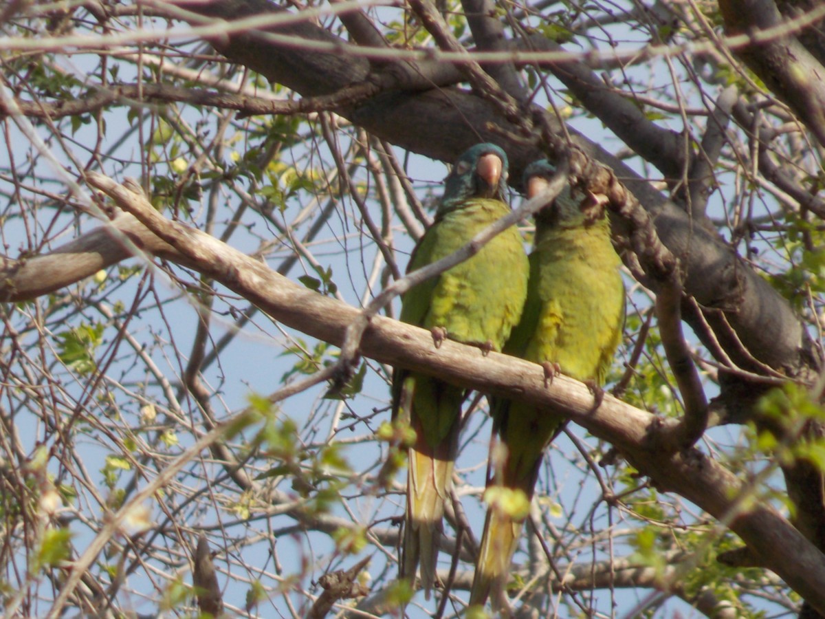 Blue-crowned Parakeet - ML623436359