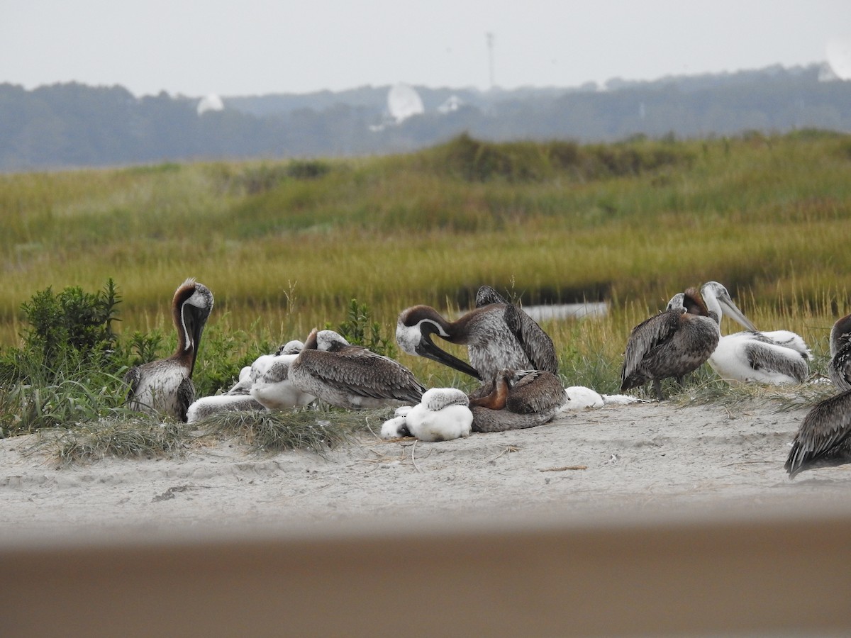 Brown Pelican - ML623436384