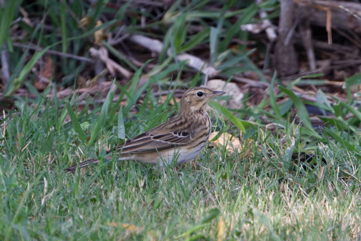 Tree Pipit - Simon Lloyd