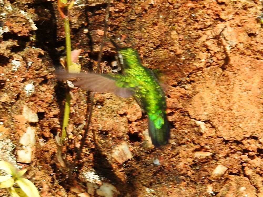 Green-tailed Emerald - ML623436416