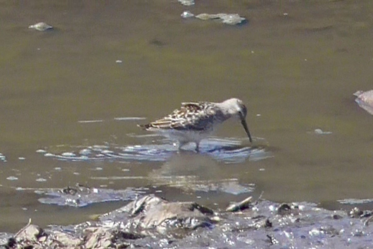 Stilt Sandpiper - ML623436450