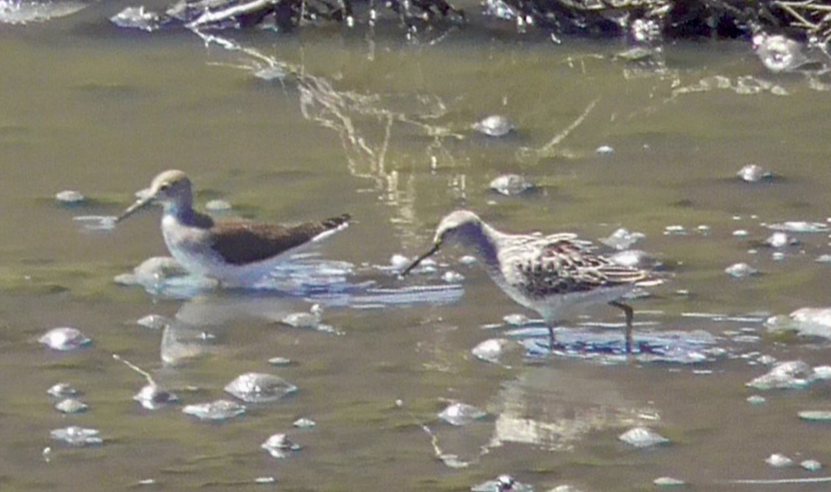 Stilt Sandpiper - ML623436451