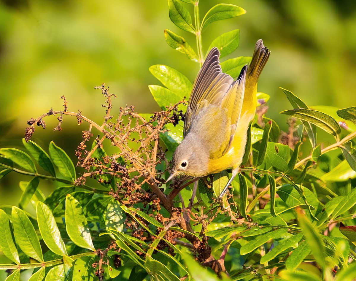 Nashville Warbler - ML623436452