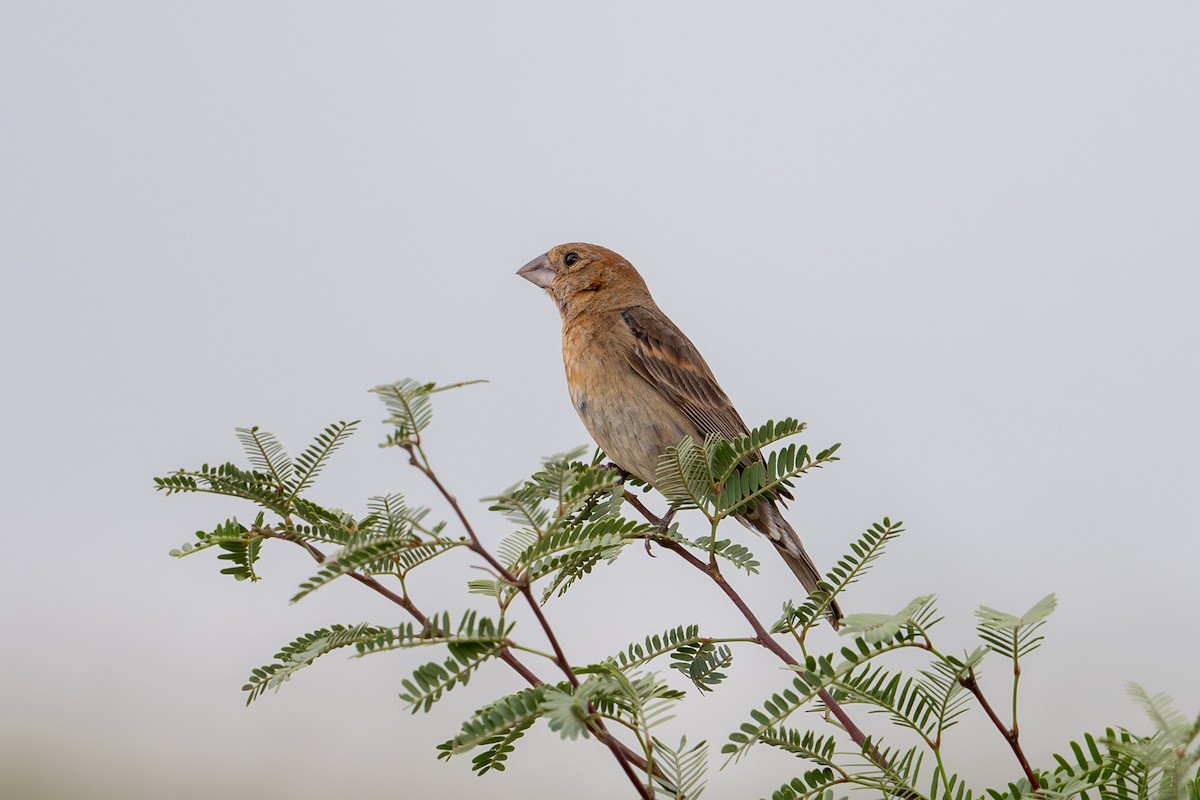 Blue Grosbeak - ML623436453