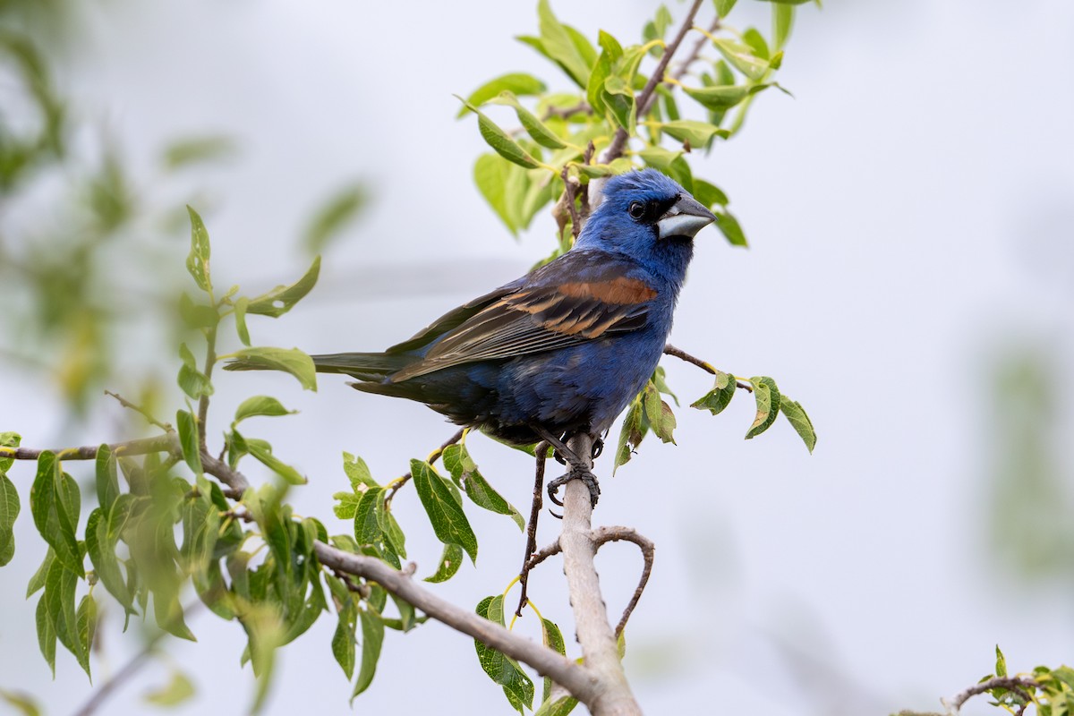 Blue Grosbeak - ML623436532