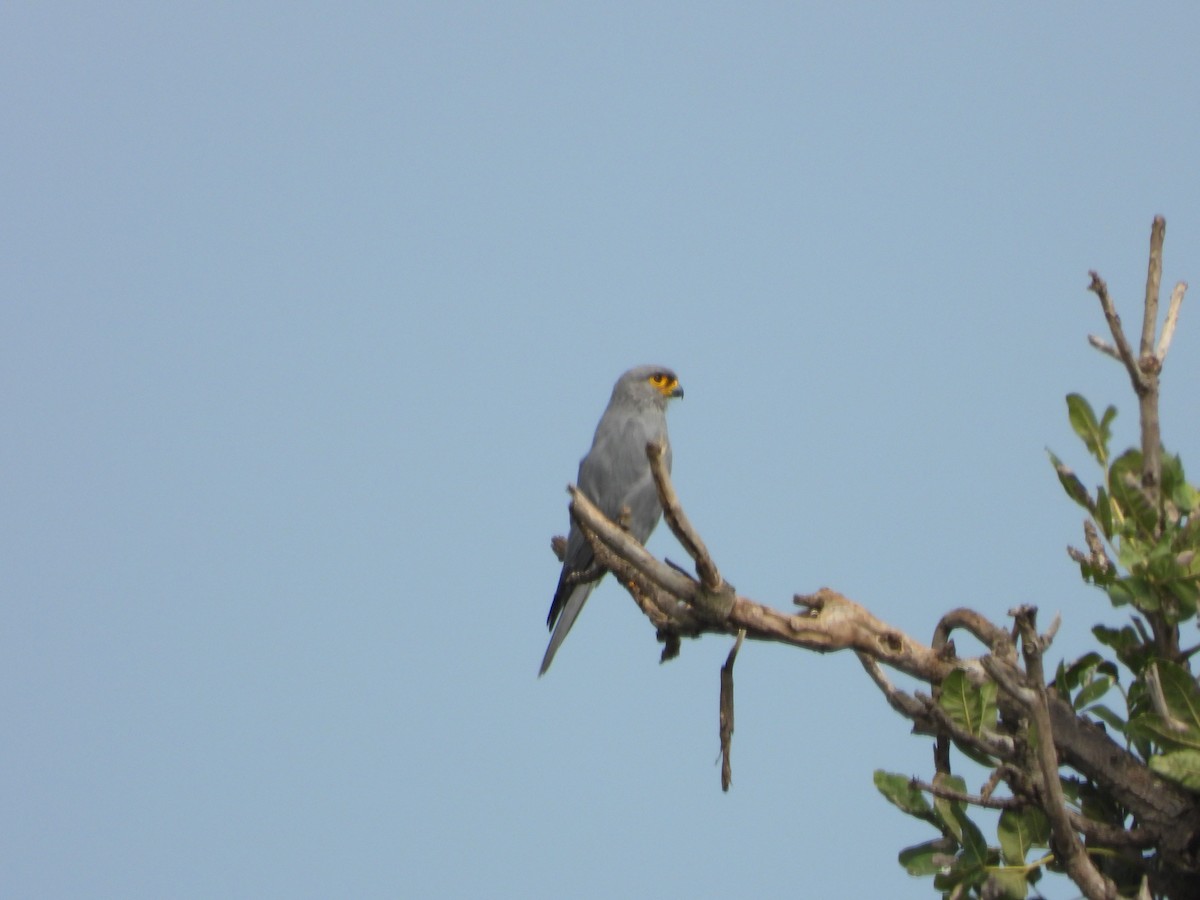 Gray Kestrel - ML623436568