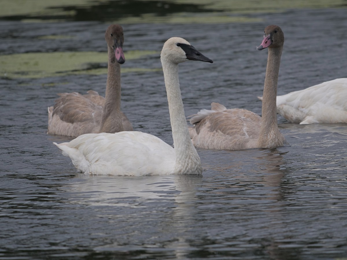 Trumpeter Swan - ML623436603