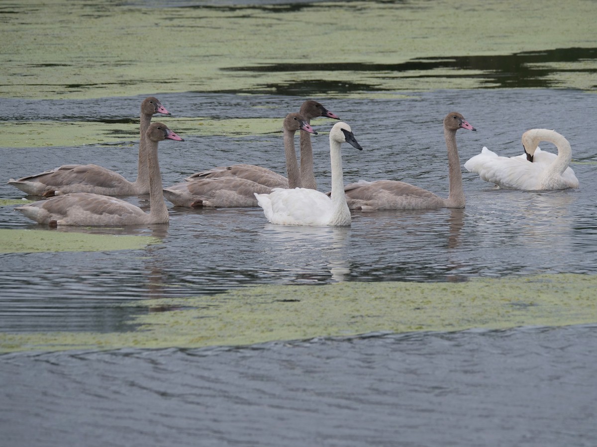 Trumpeter Swan - ML623436604