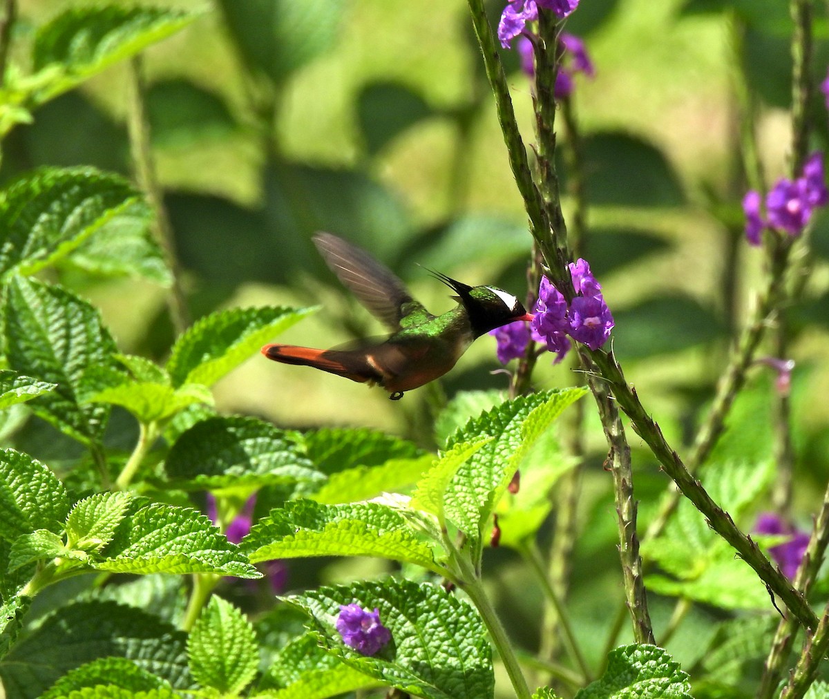 White-crested Coquette - ML623436623