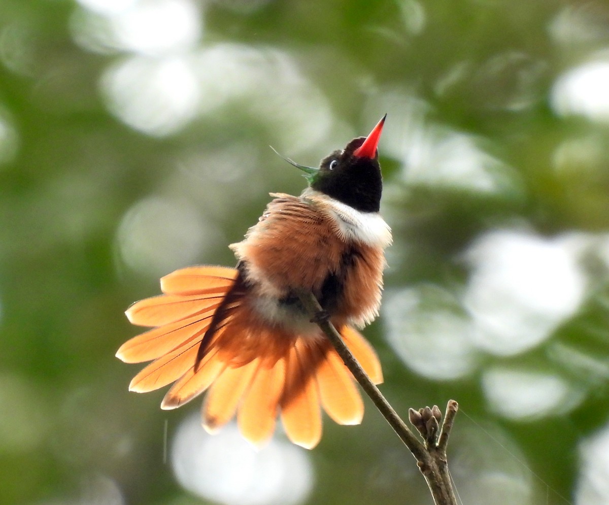 White-crested Coquette - ML623436624