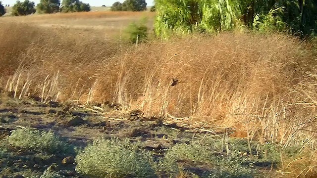 Common Quail - ML623436641