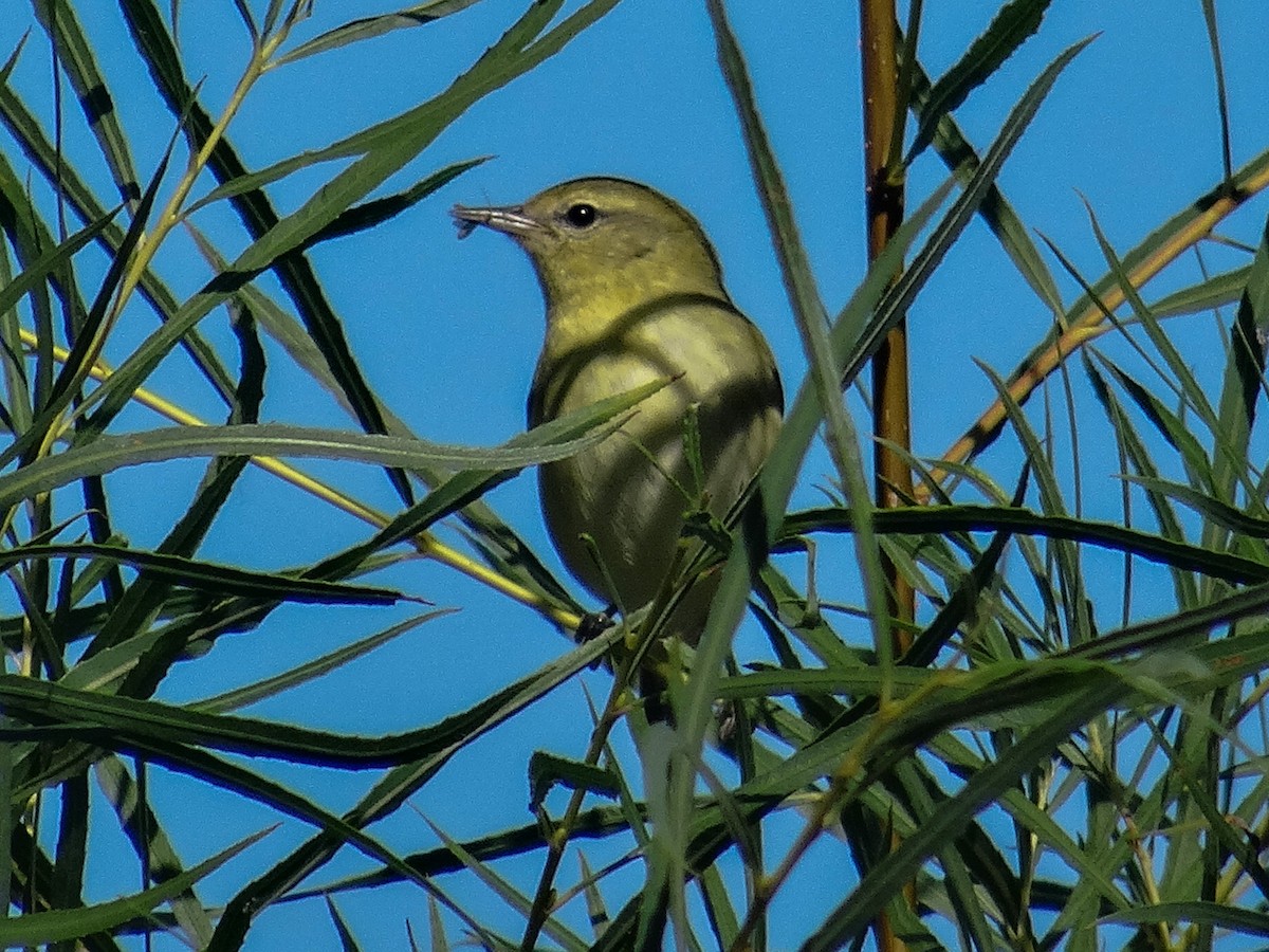 Tennessee Warbler - ML623436646