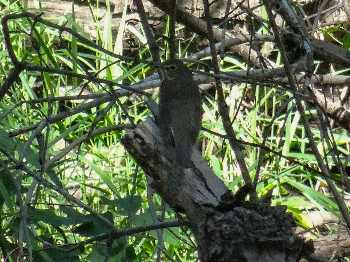 Swainson's Thrush - ML623436660