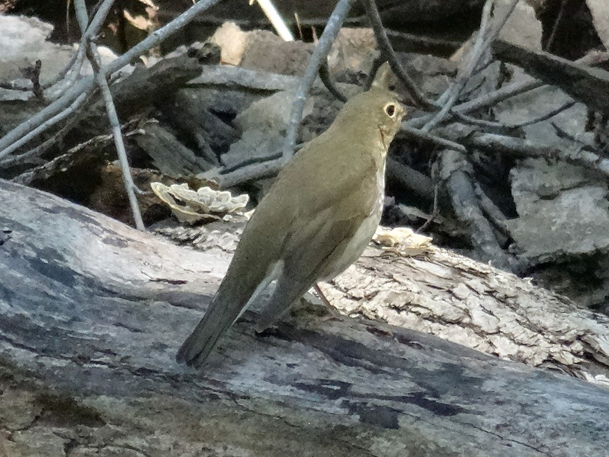 Swainson's Thrush - ML623436665