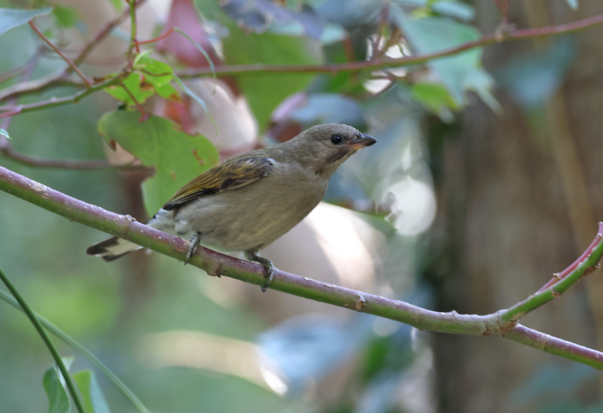 Lesser Honeyguide - ML623436764