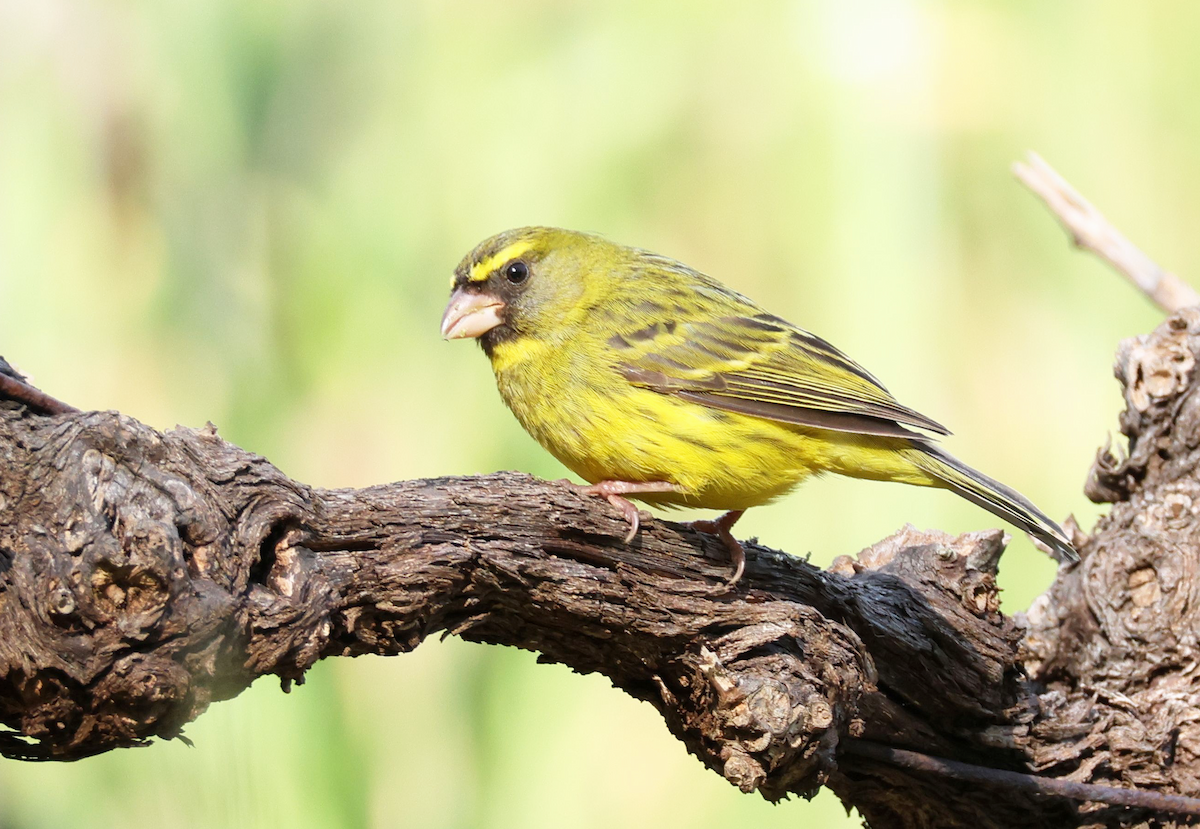 Forest Canary - Zoë Lunau