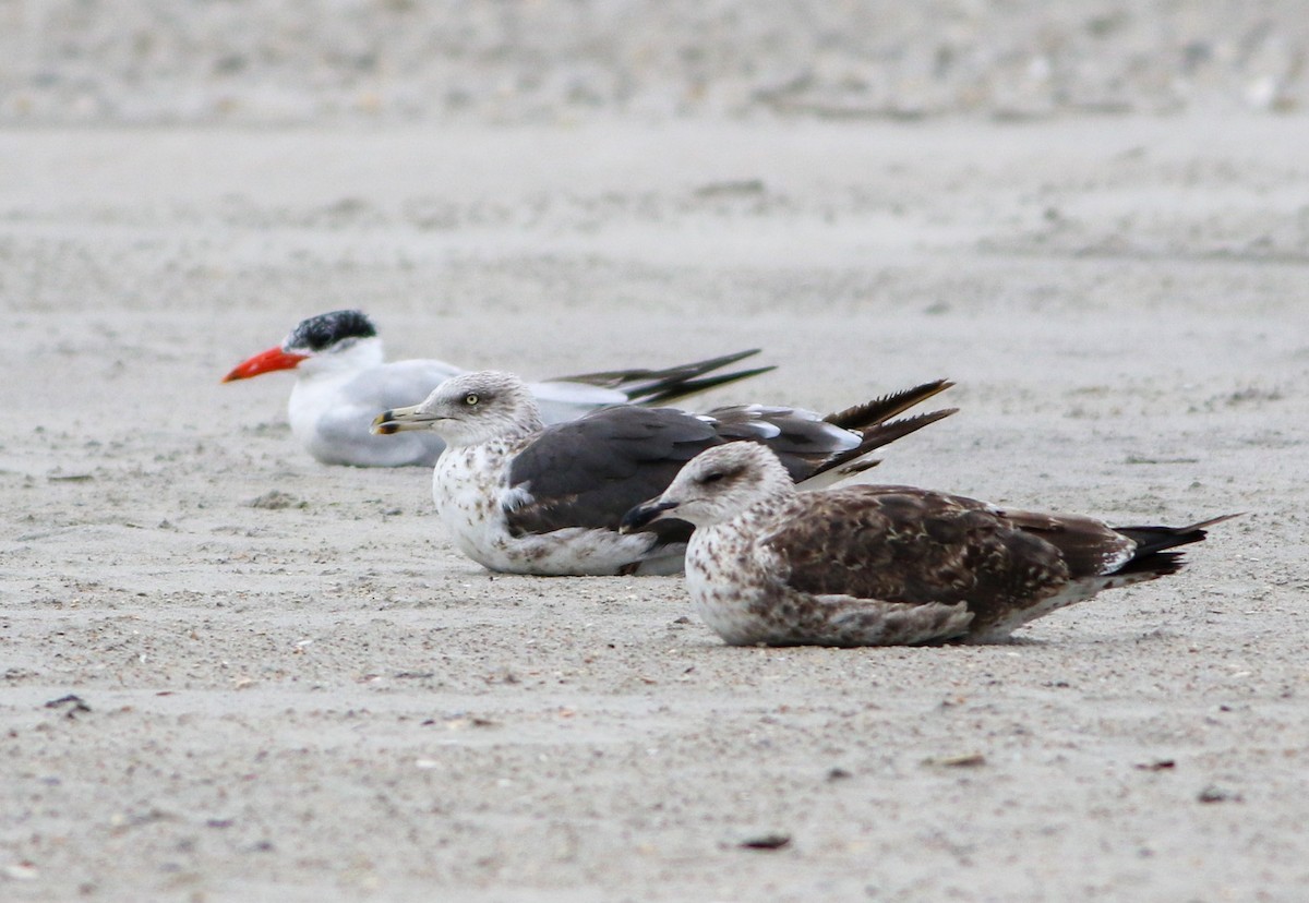 Lesser Black-backed Gull - Sam Cooper