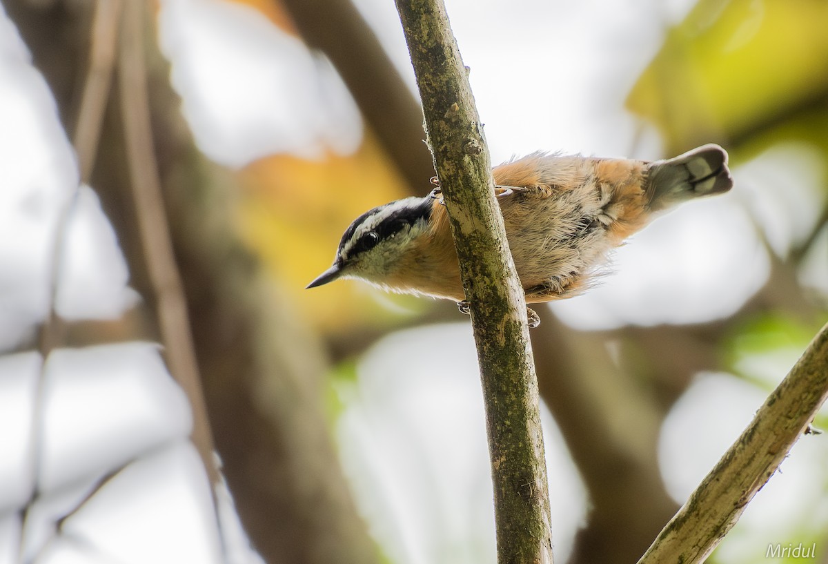 Red-breasted Nuthatch - ML623436847