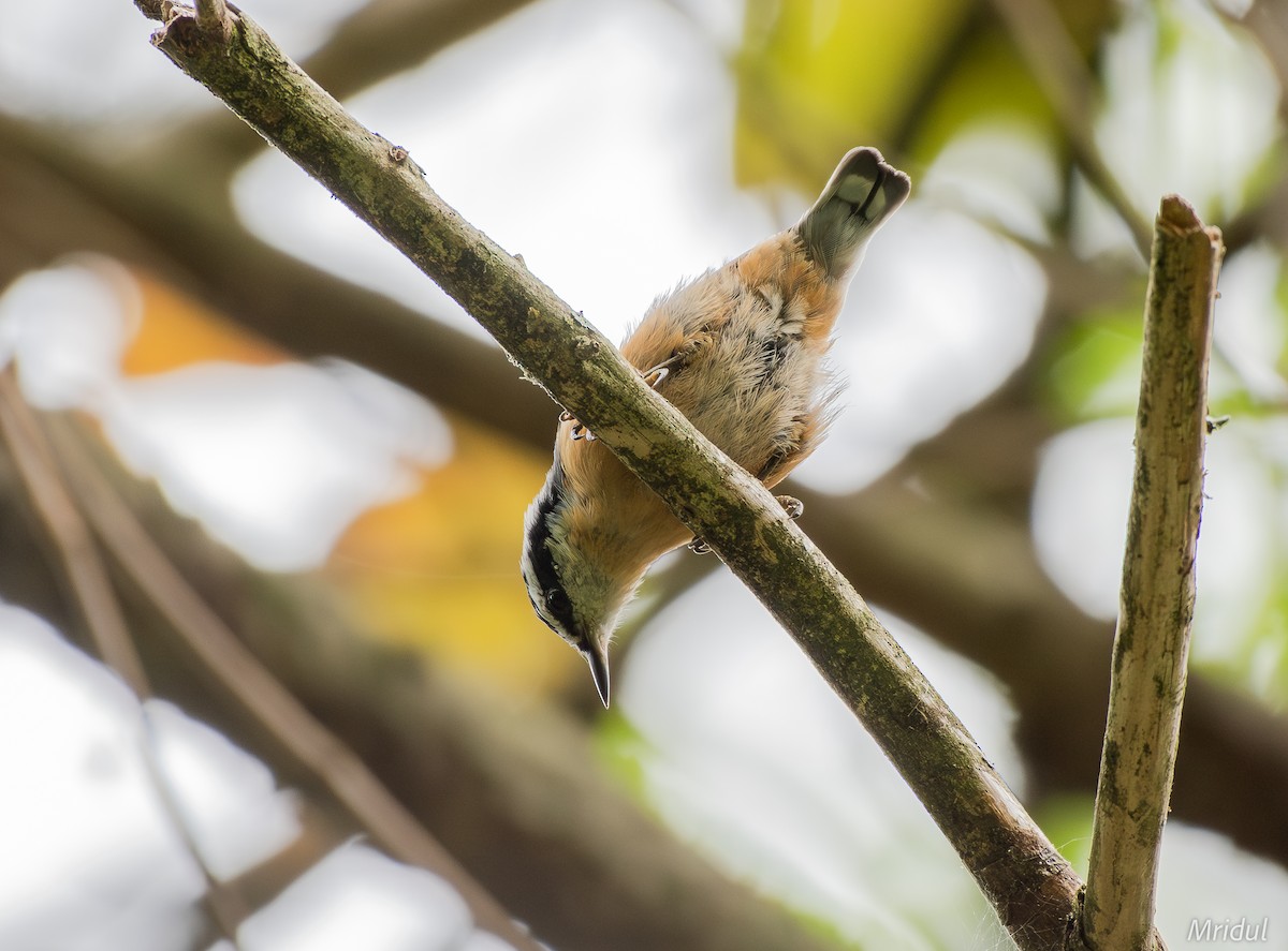 Red-breasted Nuthatch - ML623436848