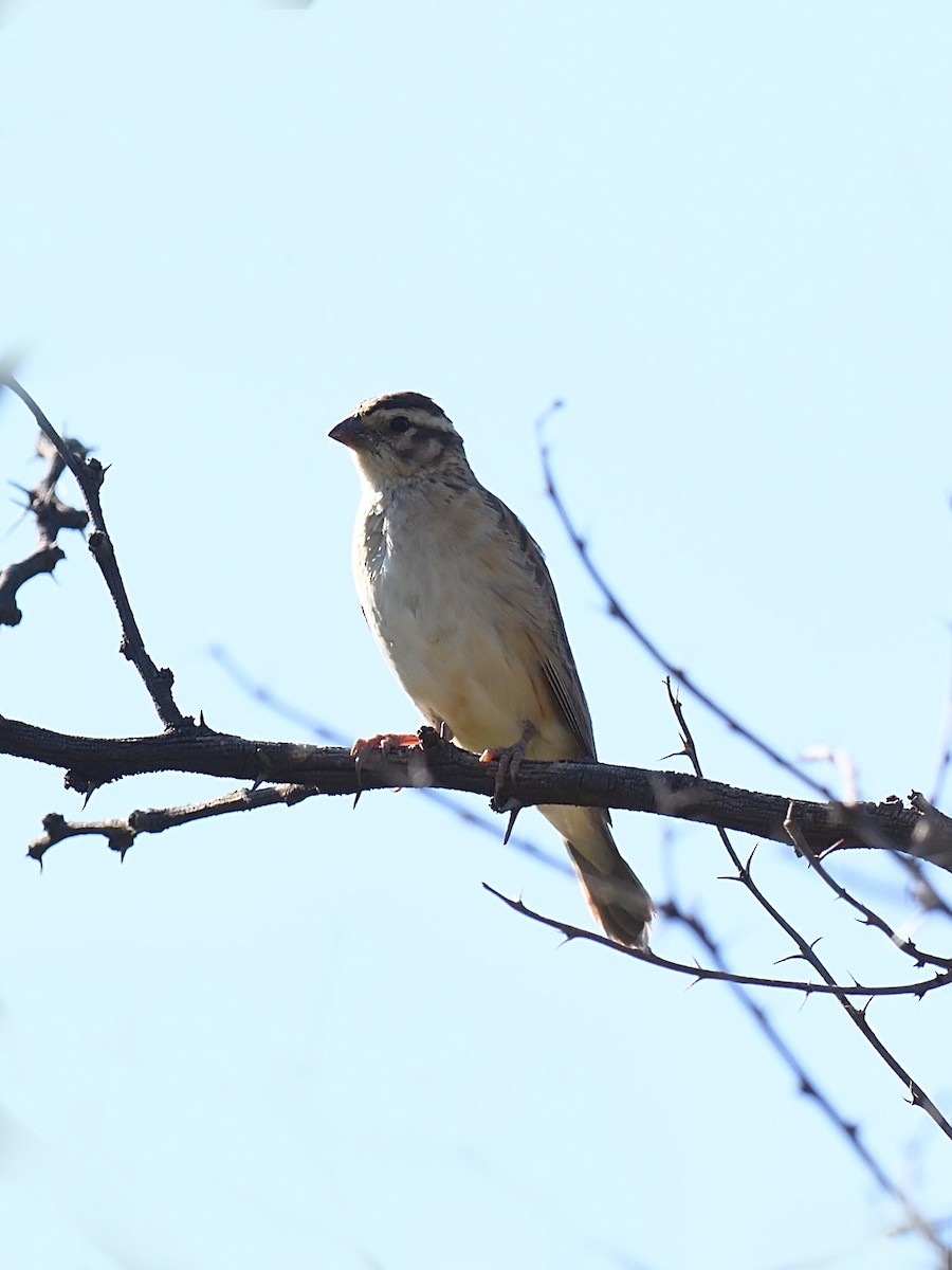 Eastern Paradise-Whydah - ML623436885