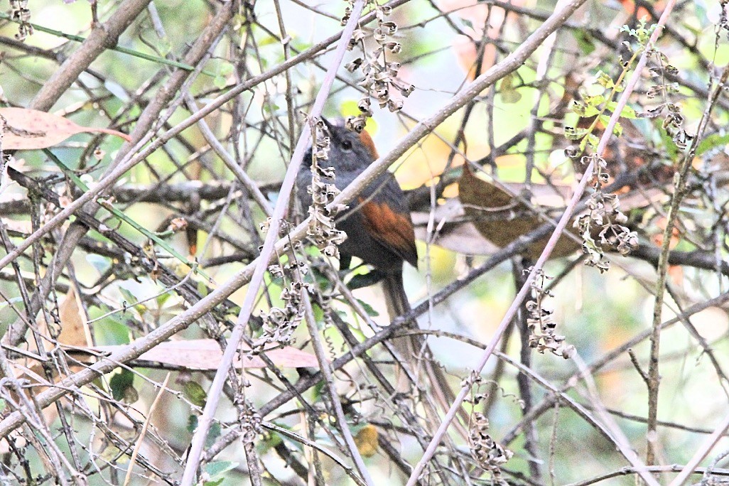 Apurimac Spinetail - ML623436904