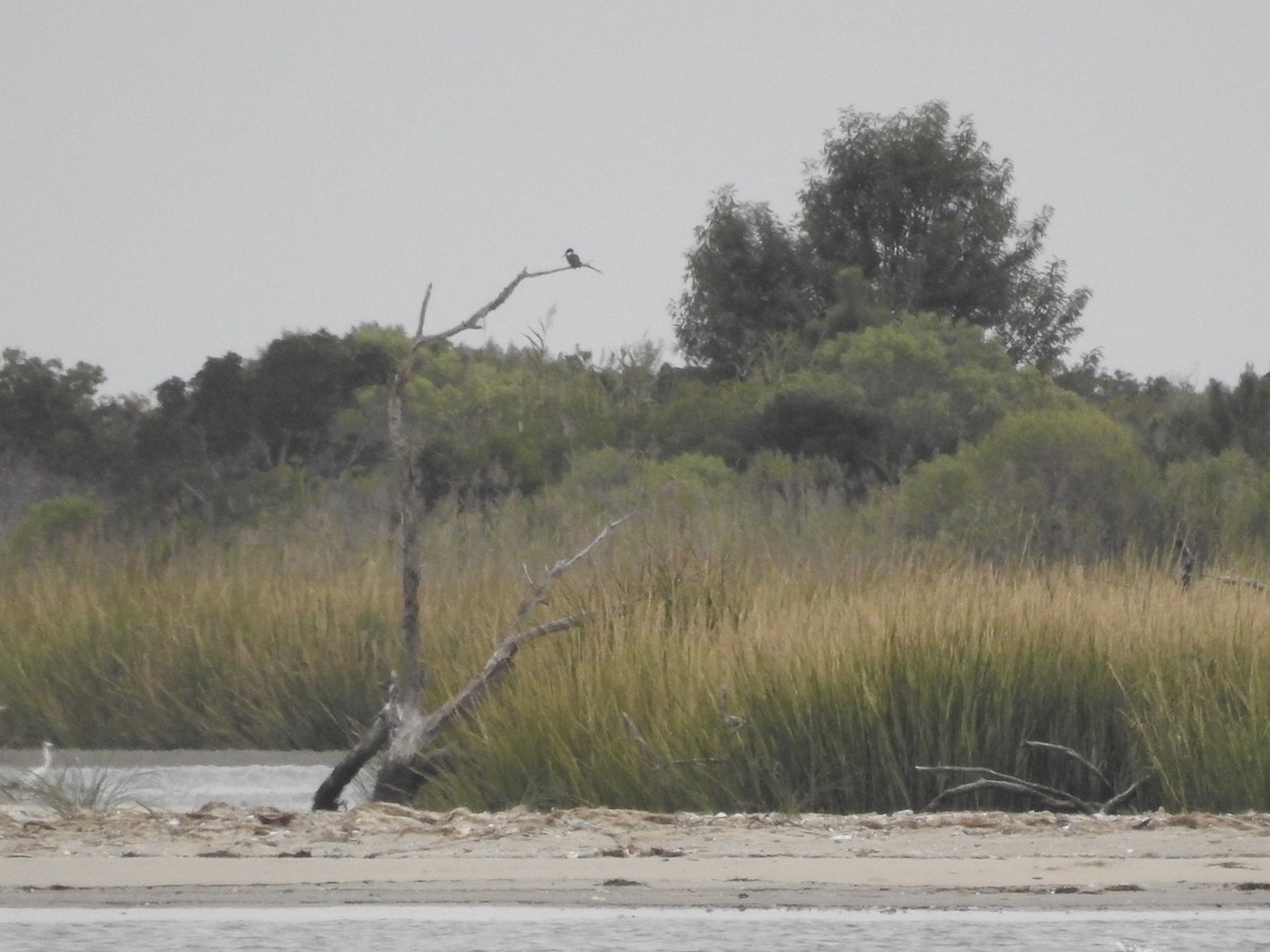 Belted Kingfisher - ML623436925