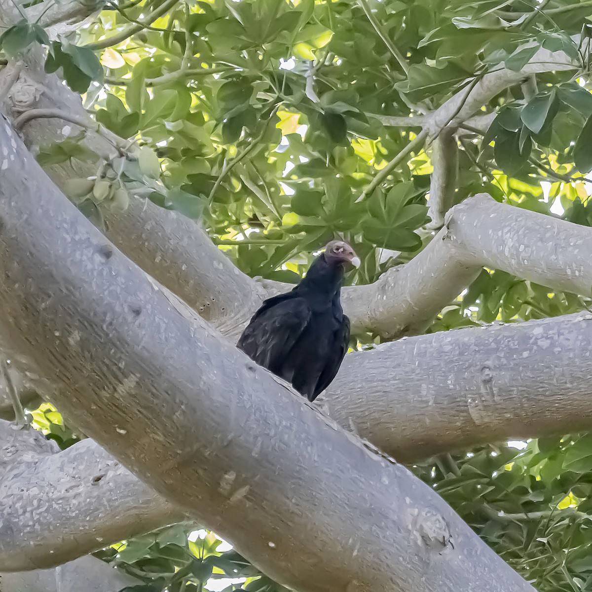 Turkey Vulture - ML623436926