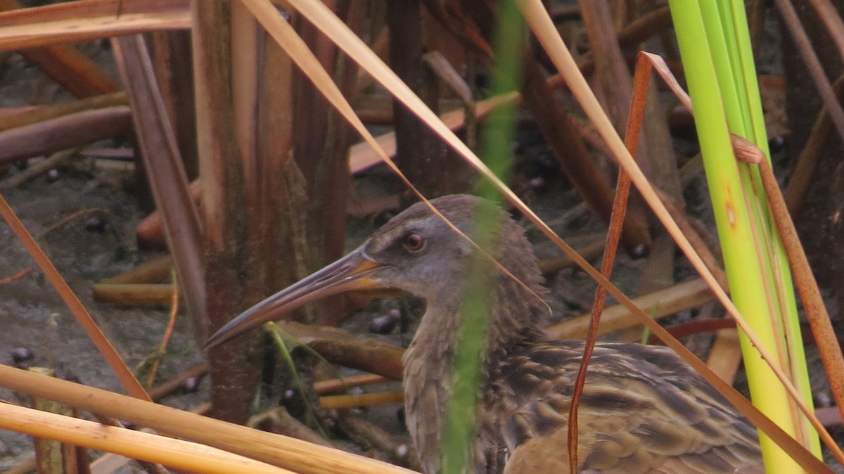 Clapper Rail - ML623436955