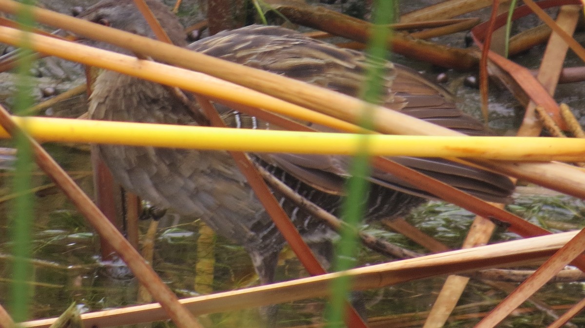 Clapper Rail - ML623436969