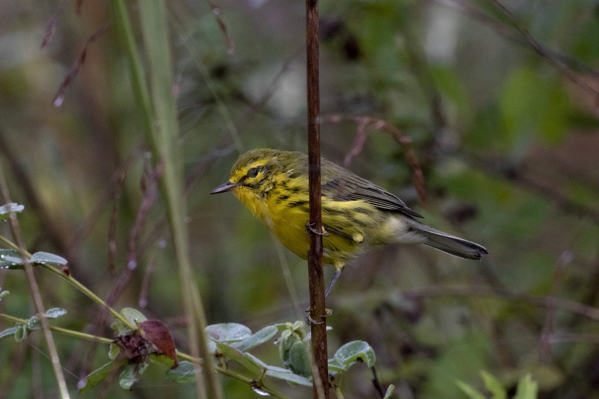 Prairie Warbler - ML623437007