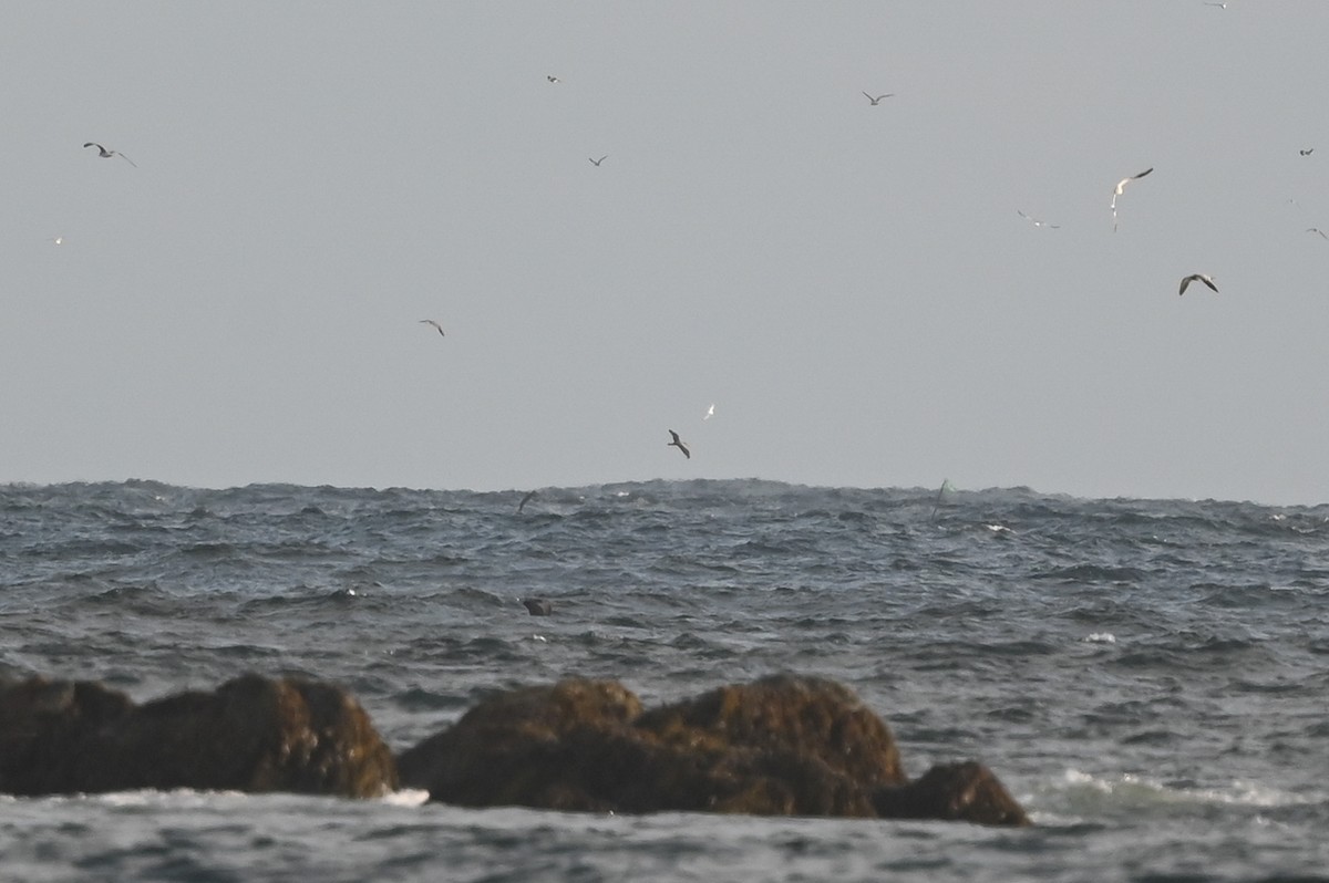 Cory's Shearwater (borealis) - ML623437075