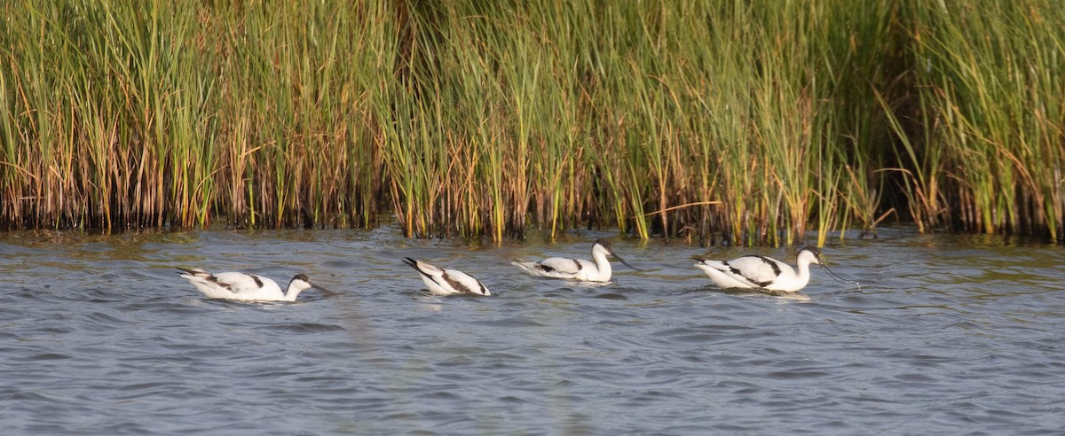 Pied Avocet - ML623437094