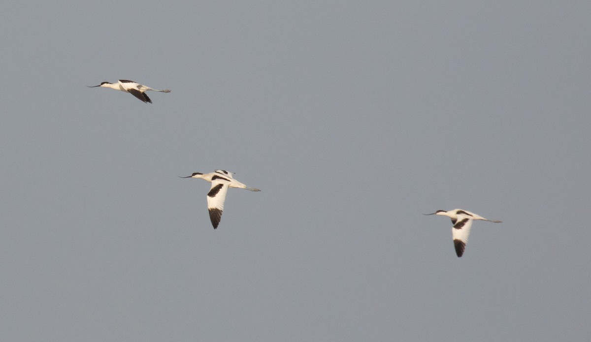 Pied Avocet - ML623437096